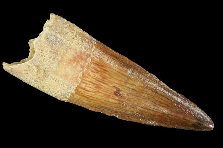 Real Spinosaurus Tooth - Nice Tooth #96518